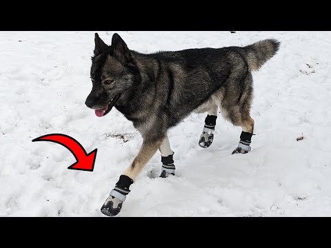 These are the Perfect Snow Boots For Your Dogs!
