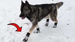 Download lagu These are the Perfect Snow Boots For Your Dogs! mp3 Download lagu These are the Perfect Snow Boots For Your Dogs! mp3