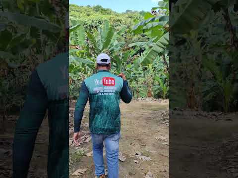 venda ou troca sitio na zona rural de Belém de Maria PE  13.5 hectares $350 mil  8198958-5020