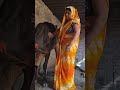 Cow Baffalo Animalfarming Farming Cattleworld Cattlefarming Animals Dairyherd