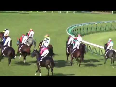 2016 スプリンターズステークス レッドファルクス Sprinters Stakes Red Falx