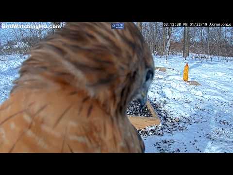 Hawk stares down camera then sits on top!