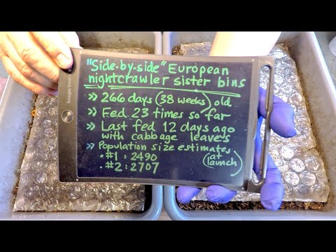 Side-by-side ENC worm bins get 24th feeding on 266th day in service - vermicompost