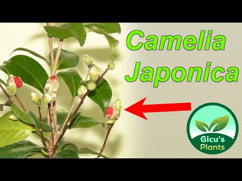 , title : 'Camelia Japonica - O noua planta in colectia mea'