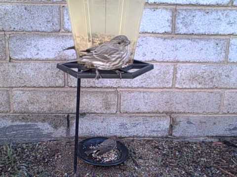 the backyard bird feeder 11-7-11 fat birds