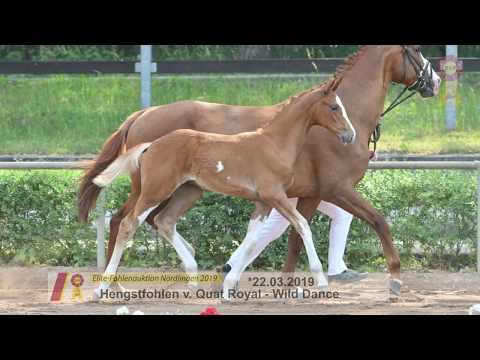 Fohlen von Quat Royal x Wild Dance