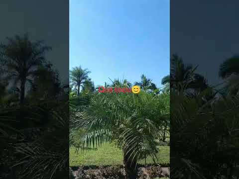 Famailla Tucumán Argentina #haircut