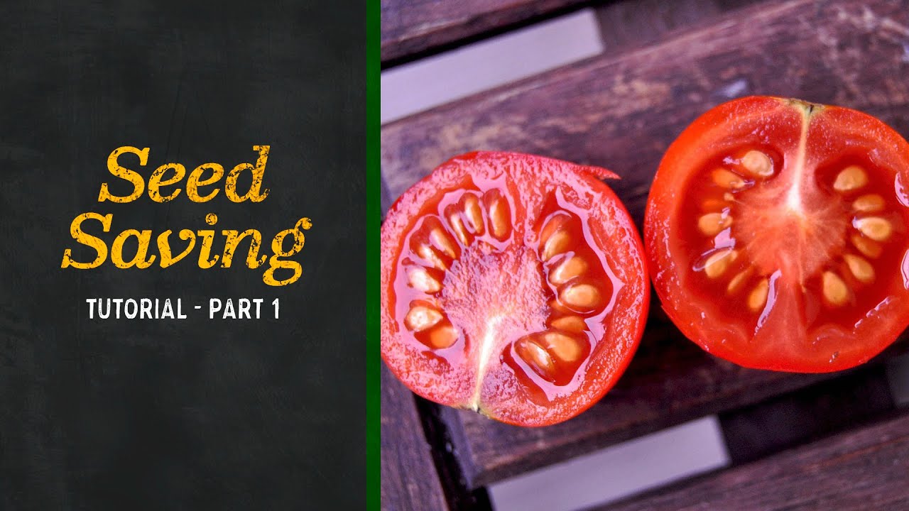 Seed Saving Tutorial - Part 1