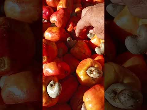 Caju direto do Piauí para a Feira de São José do Egito Pernambuco 30/05/2026#nordeste