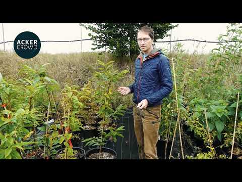 Ackercrowd - Die Esskastanie