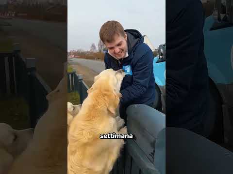 I miei cani impazziscono per il camion dei gelati! 🍦 #goldenretriever #dogsoftiktok