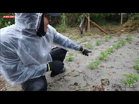 EP763-P1 - Update sa mga Pananim sa Isla | Occ. Mindoro