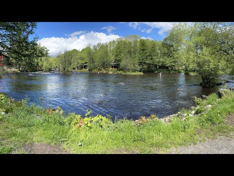 The 2023 fishing season in Mörrum River - Fly fishing for big salmon and sea trout