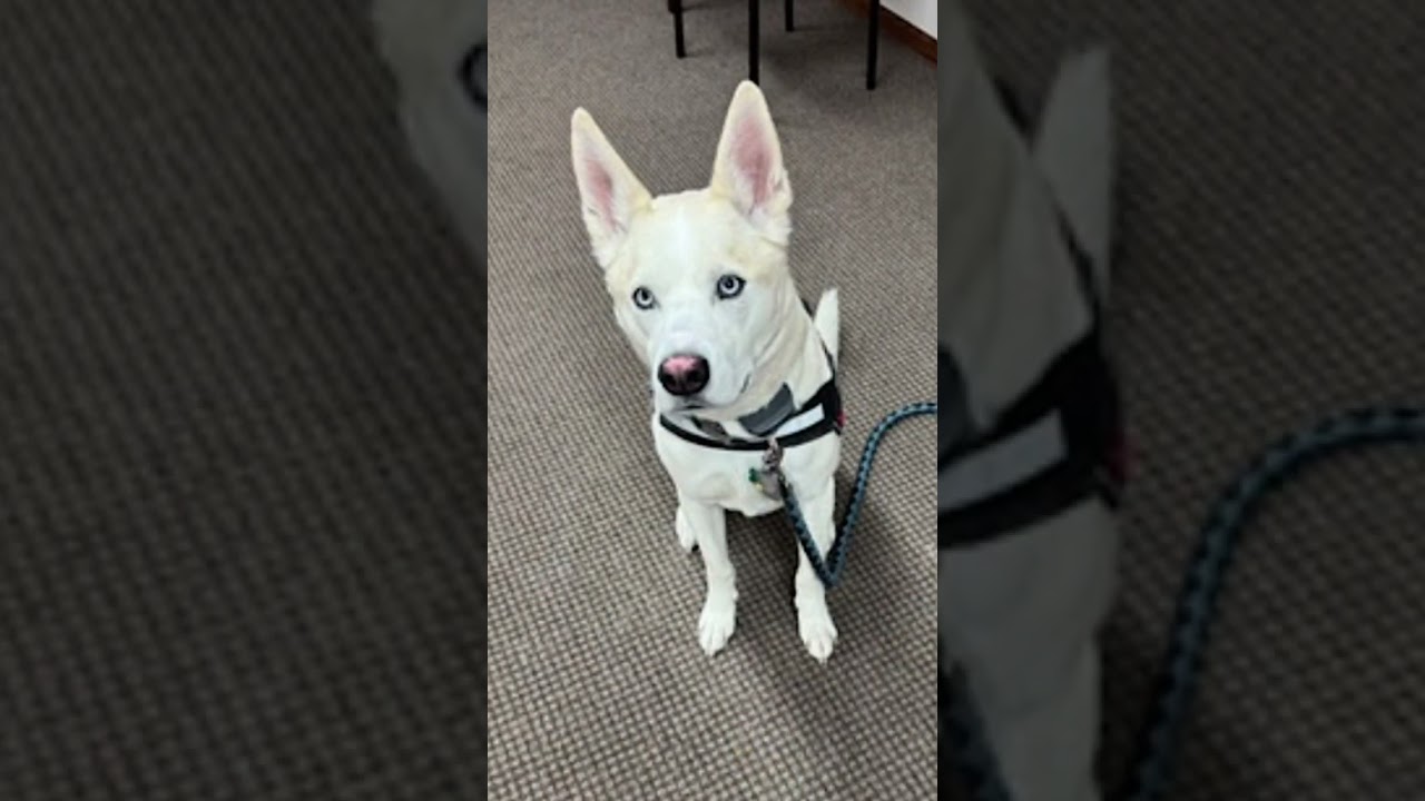 Enlarge Buddy, a Adoptable mixed breed in Frazee, MN video 6/6