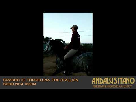 Bizarro De Torreluna, PRE stallion born 2014, 160cm
