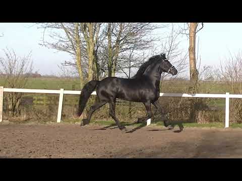 Stal Okkema's Arie (Thorben x Doeke) stallion 2016