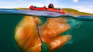 14 Weirdest Looking Jellyfish