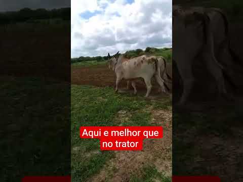 vida no sertão #vaquejada #sertão #vidanocampo #vaqueiro #nordeste #sitiodoquinto #pecuaria #bahia