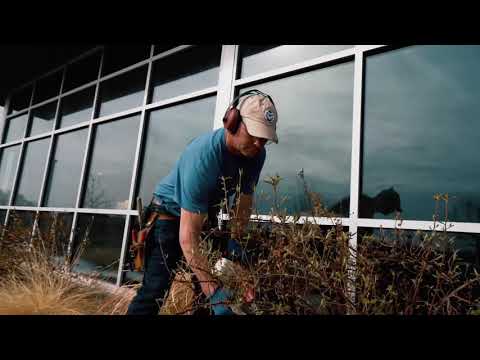Trimming Fernbush (Chameabatiaria millefolium) by Ross Shrigley, Executive Director of Plant Select