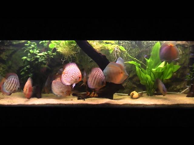 Discus 350L Aquarium 350L 1080p