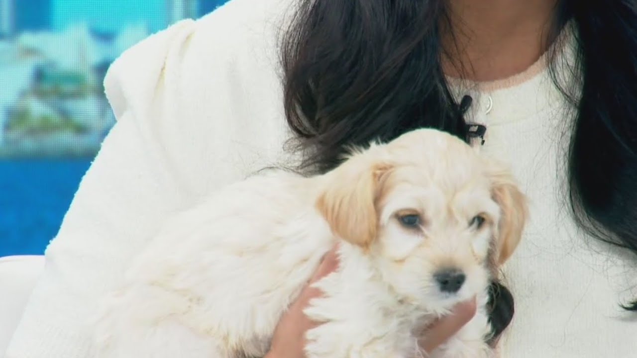 Empty the Shelters promotion at San Diego Humane Society