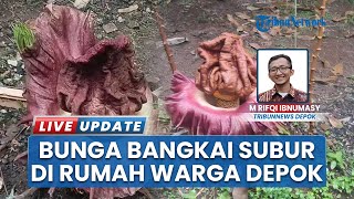 Fenomena Alam di Depok: Bunga Bangkai Tumbuh Subur Setinggi 50 Cm di Pekarangan Warga