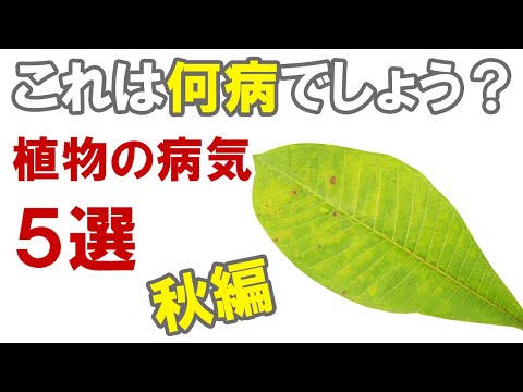 アジサイ:最も一般的な病気と害虫 植物