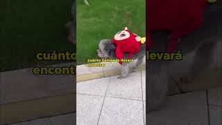 Historia triste de un perro
