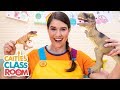 Caitie S Classroom Live Opposites