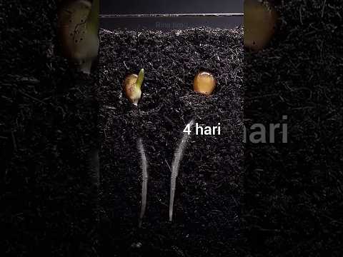 menumbuhkan benih jagung #timelapse #tanaman #jagung