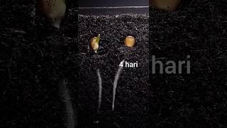 Download lagu menumbuhkan benih jagung #timelapse #tanaman #jagung mp3