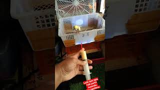 Download lagu falk parkit Australia latih tipis tipis #falk #parkitaustrali #viralvideo #viral #burung #jinak mp3