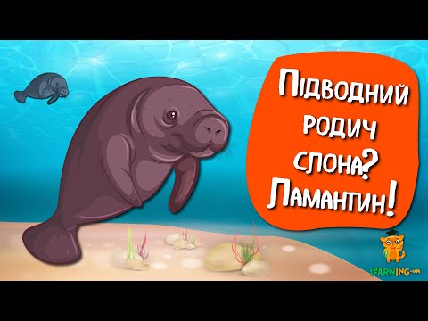 Дива природи. Явища навколо нас. Ламантини
