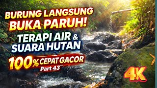 Download lagu All Bird Types Quickly Open Their Beaks, Water & Bird Therapy, Natural Forest Sounds Part 43 mp3