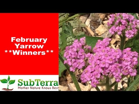 Yarrow (Achillea Millefolium) February Drawing Winners