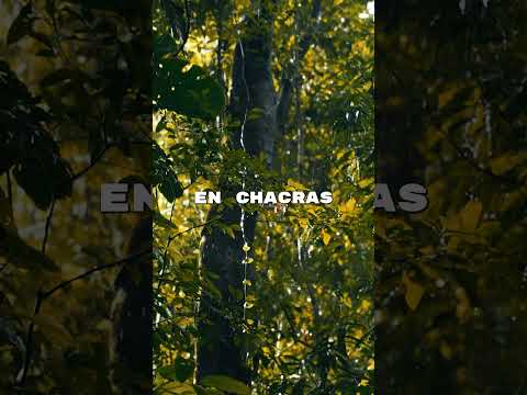 🌳🍃 Más árboles para Aristóbulo del Valle