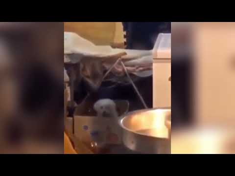 Puppy Dog Bouncin "In The Box Like This" by RxCKSTxR