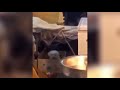 Puppy Dog Bouncin In The Box Like This By RxCKSTxR