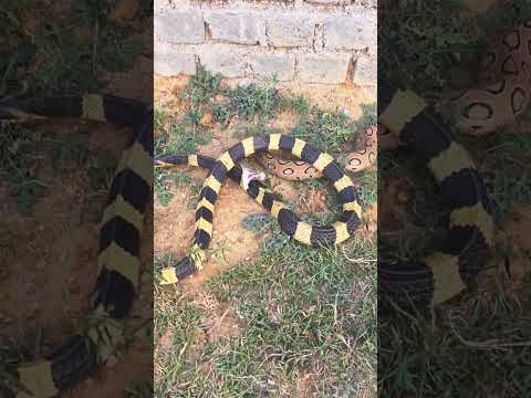 "Russell's Viper Strikes the Banded Krait – A Deadly Encounter!"
