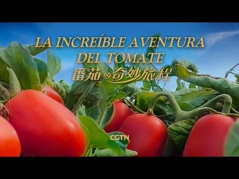 , title : 'La increíble aventura del tomate | Documental'