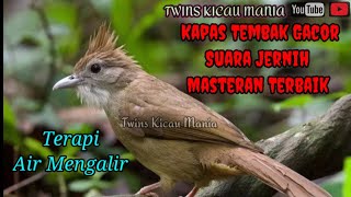 Download lagu Suara Masteran Burung Kapas Tembak ‼️Terapi Suara Air Mengalir mp3