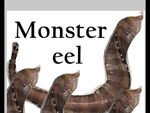 Skinning a monster Eel