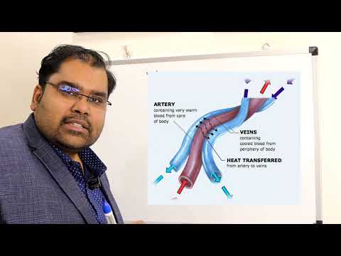 Testis Ki Blood Supply: Vascular Anatomy & Countercurrent Heat Exchange