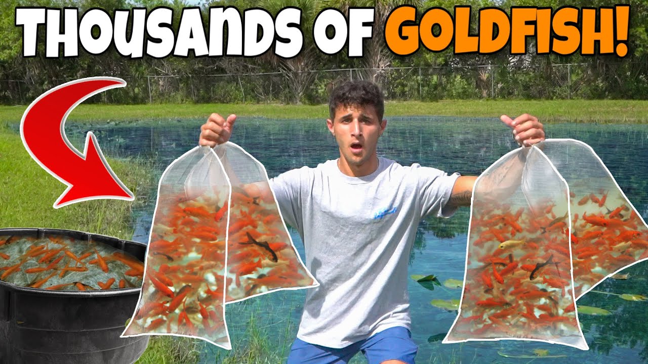 STOCKING My POND With THOUSANDS Of GOLDFISH!!