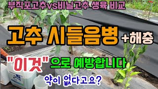 약 없는 고추시들음병 청고병 고추바이러스 고추해충 이것으로 예방하고 부직포씌운고추와 비닐씌운고추 생육비교 병…