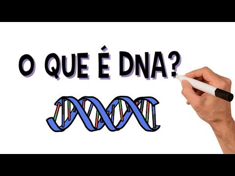 What is DNA? How does it work and what are its functions?