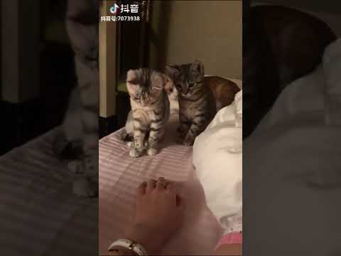 Funny Cat Attacks Owner   Cat Funny Fights Compilation