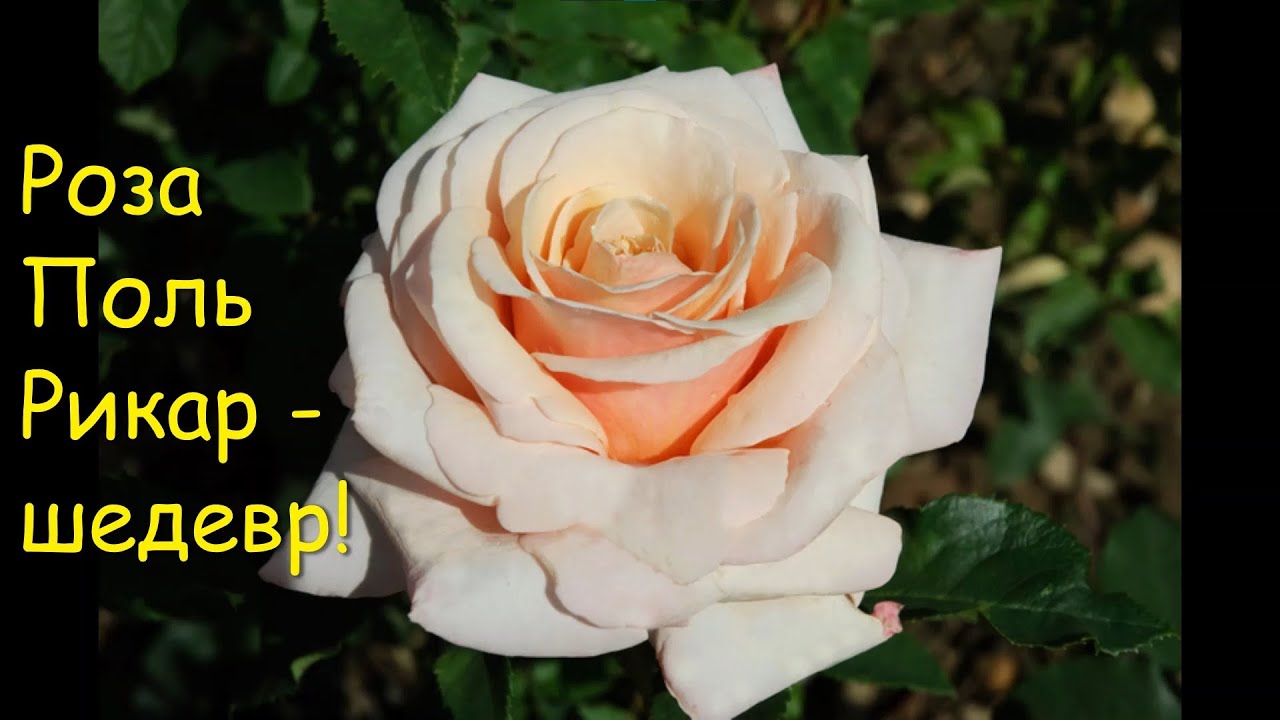 Роза Поль Рикард, ее мощь меня удивила даже в первый год!