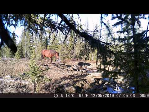 Alberta Wild Horses on Trail Cameras 2019