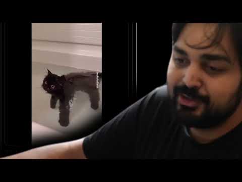 The Cat 